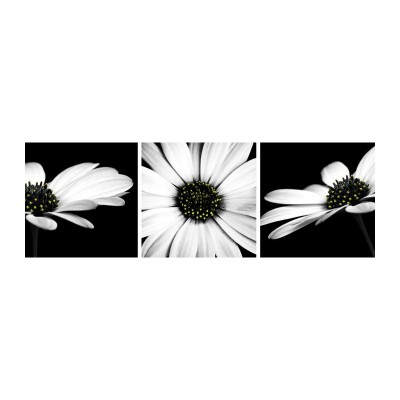 MONOCHROME FLOWER SET OF 3 PRT CANVAS